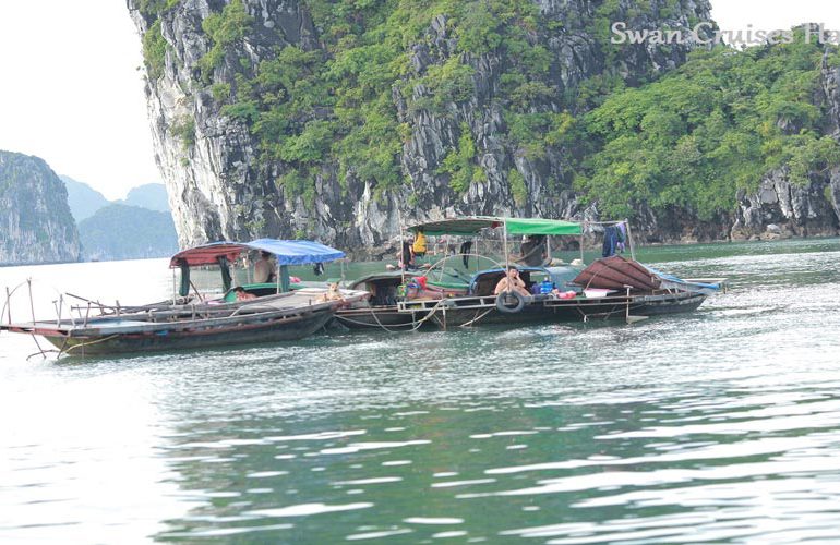 cruceros en cisne por la bahía de Halong y la bahía de Bai Tu Long